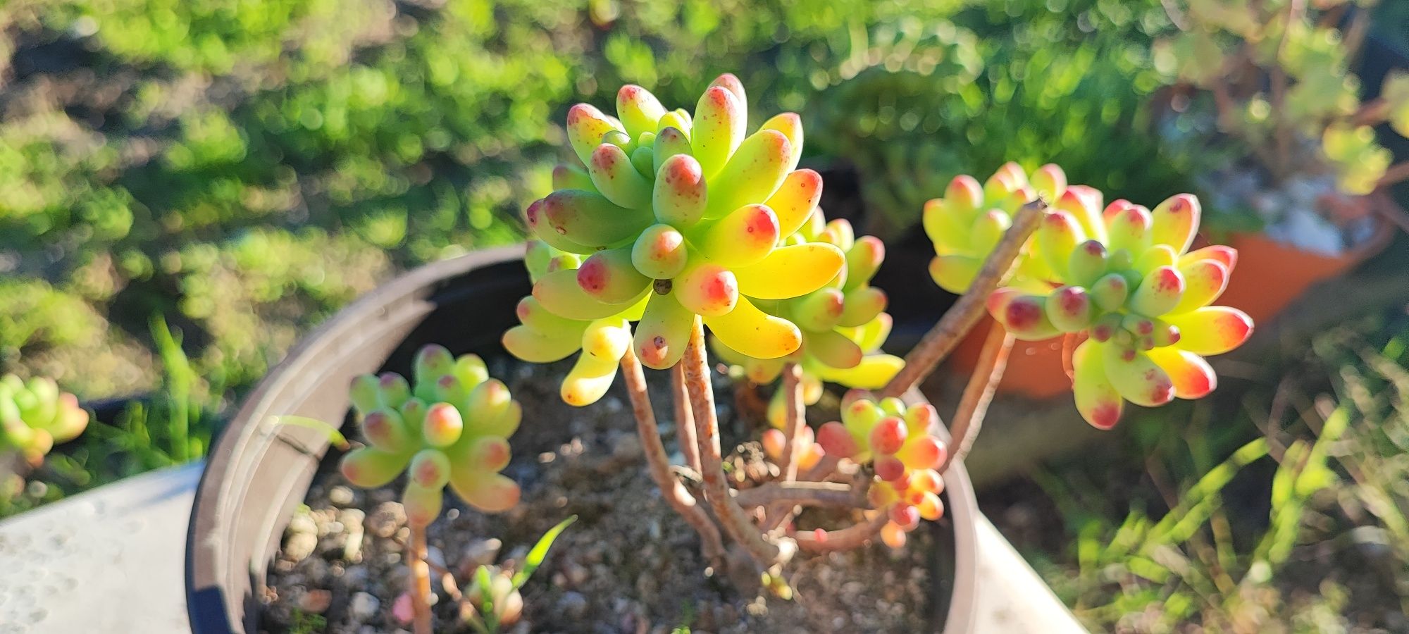 Planta suculenta