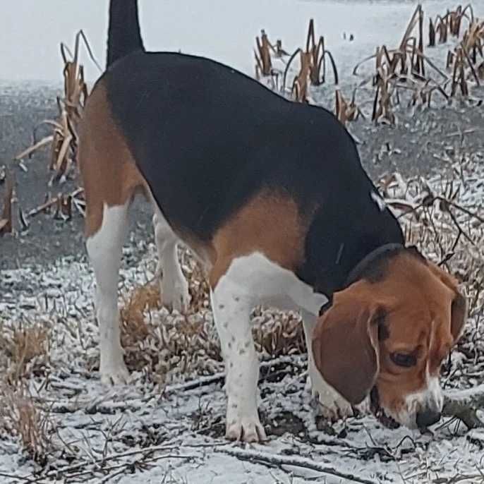 Пропала собака БИГЛЬ