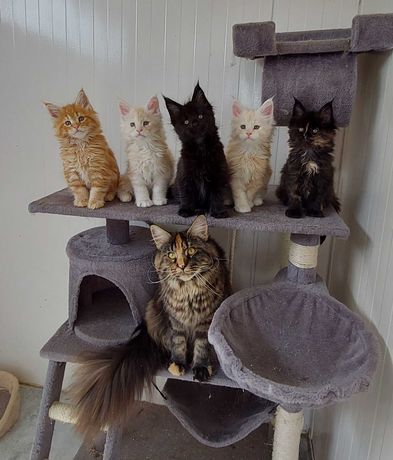 Maine Coon Cat Club Rodowód
