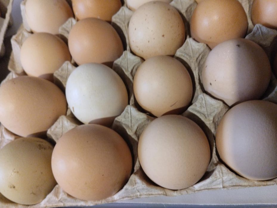 Jaja/ jajka kurze