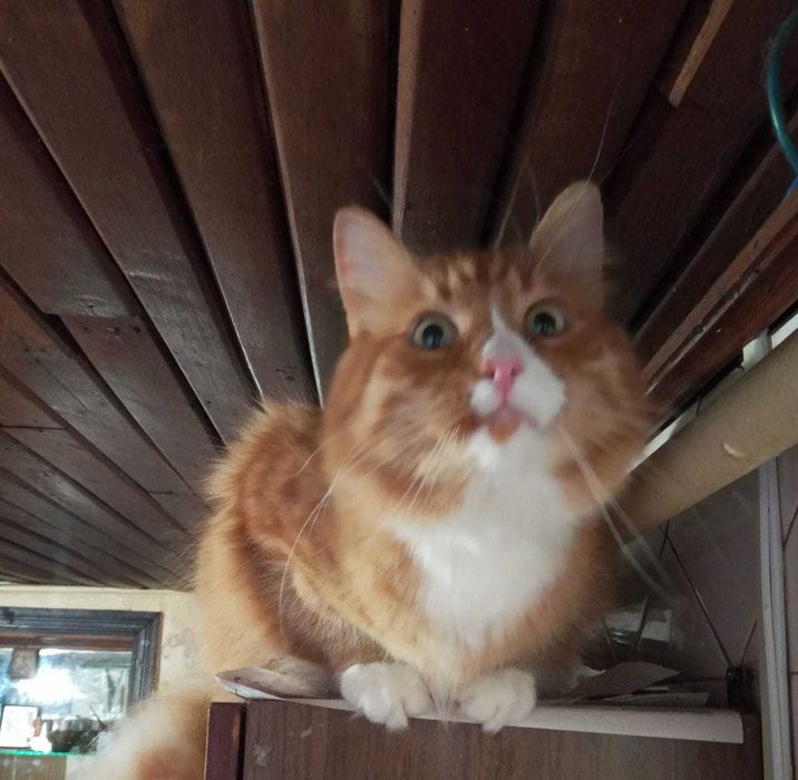 Пропал кот. Днепр, Центральный район