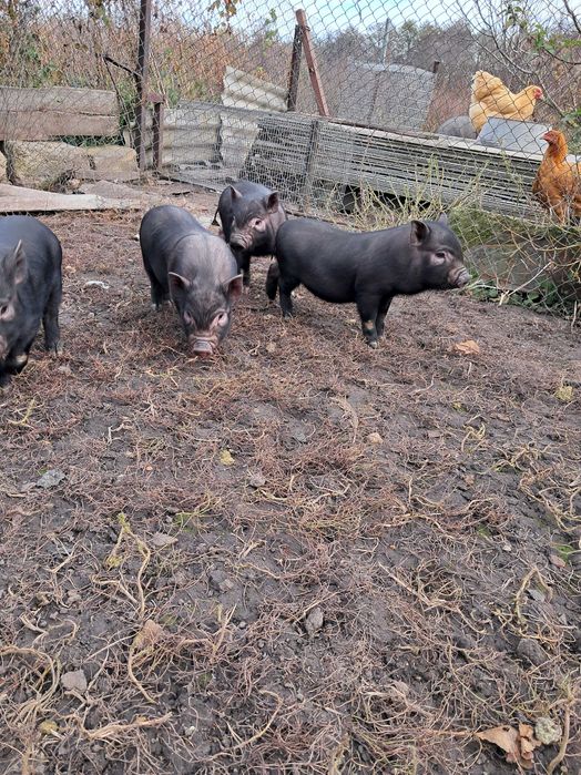 Вєтнамські поросята