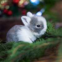 Karzełki mini teddy mini lop odbiór dowóz króliczek miniaturka