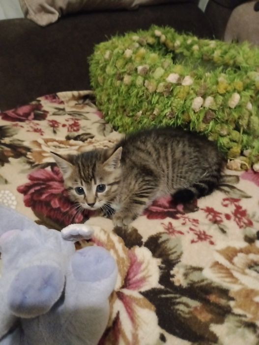 Бенгальскі кошенятка метиси