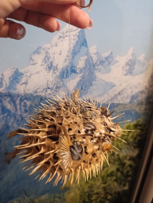 Фугу , рыба еж , сувенир