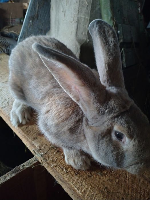 Sprzedam króliki samce i samice