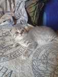 Скоттиш фолд девочка