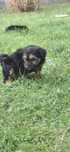 Yorkshire terrier duzy