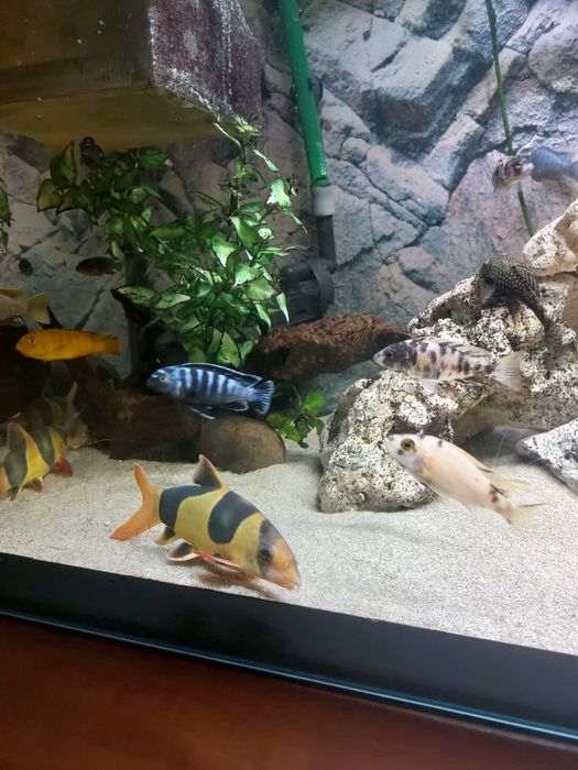 Pyszczaki rożne gatunki