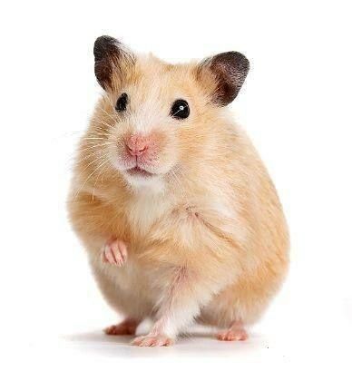 Королівський хом'як