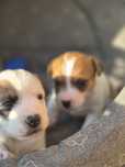 Piękne i inteligentne szczeniaczki Jack Russell Terrier