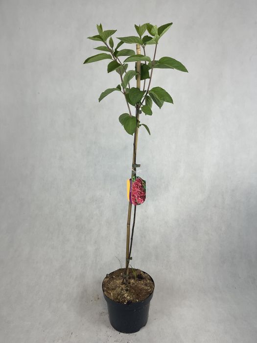 Hortensja bukietowa na pniu MELBA FRAISE czerwona wysyłka kalisz