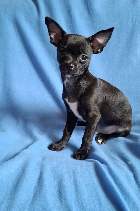 Śliczny piesek Chihuahua