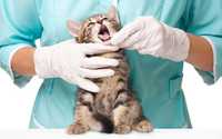 Кастрация стерилизация кошек и собак.Стрижки кошек и собак.Ветеринар