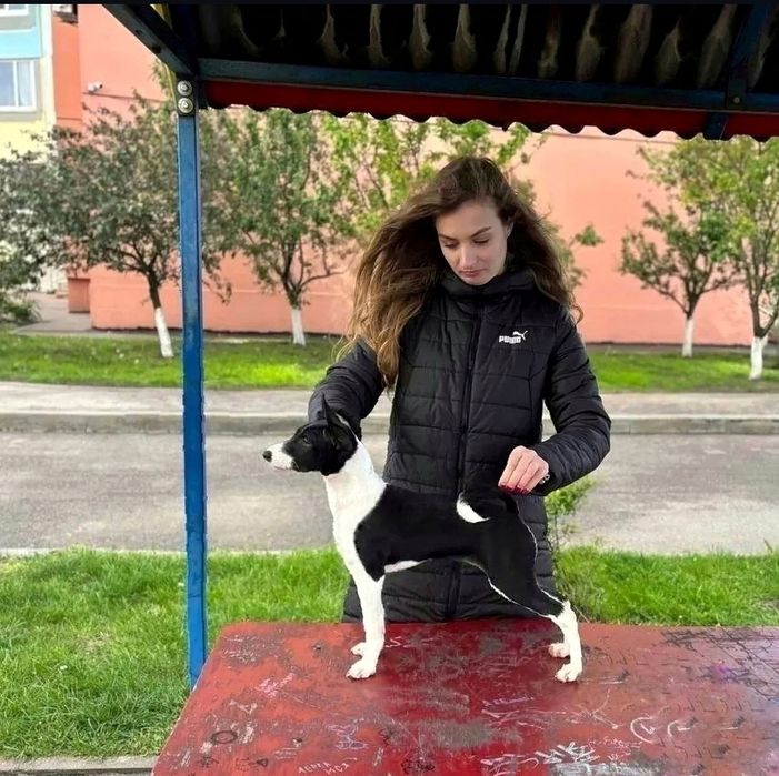 Щенки басенджи шоу класса