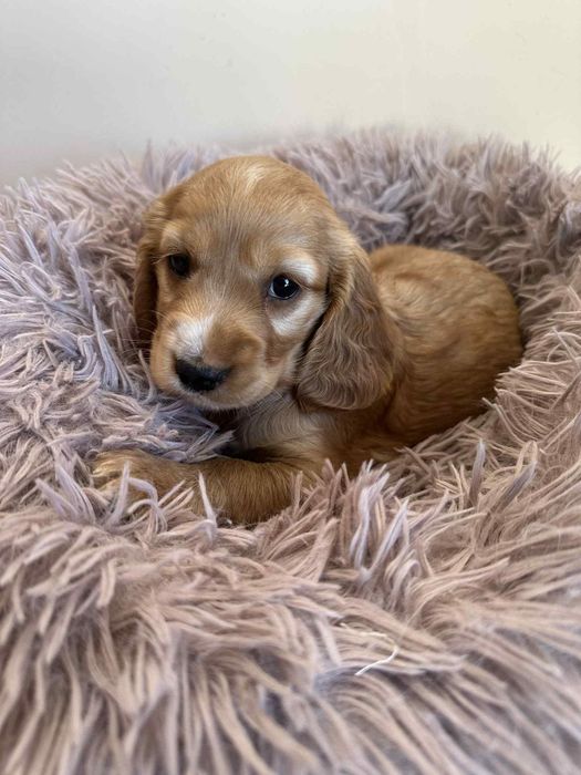 Cocker spaniel angielski