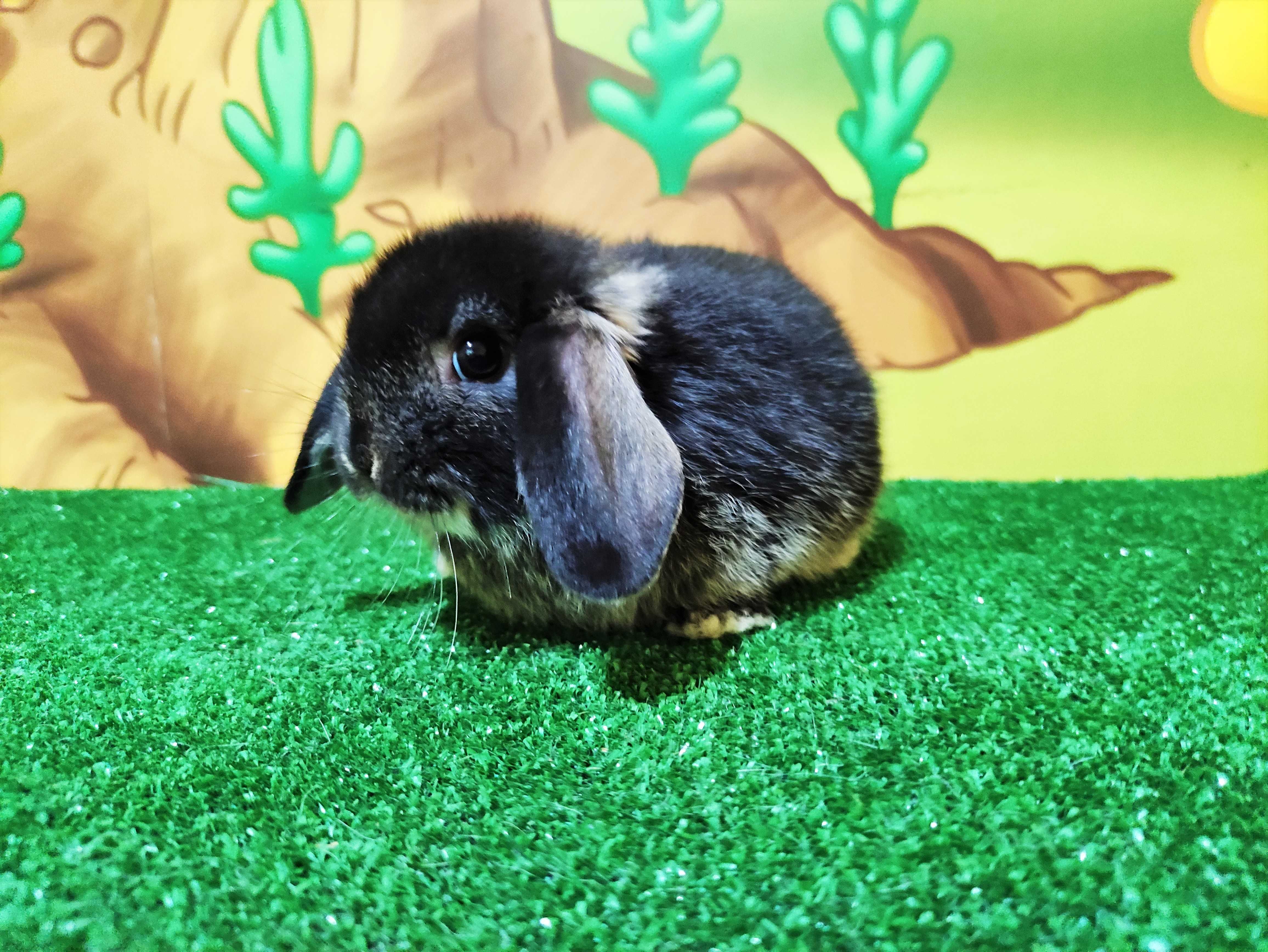 Mini Lop czarny królik baranek miniaturka teddy black otter