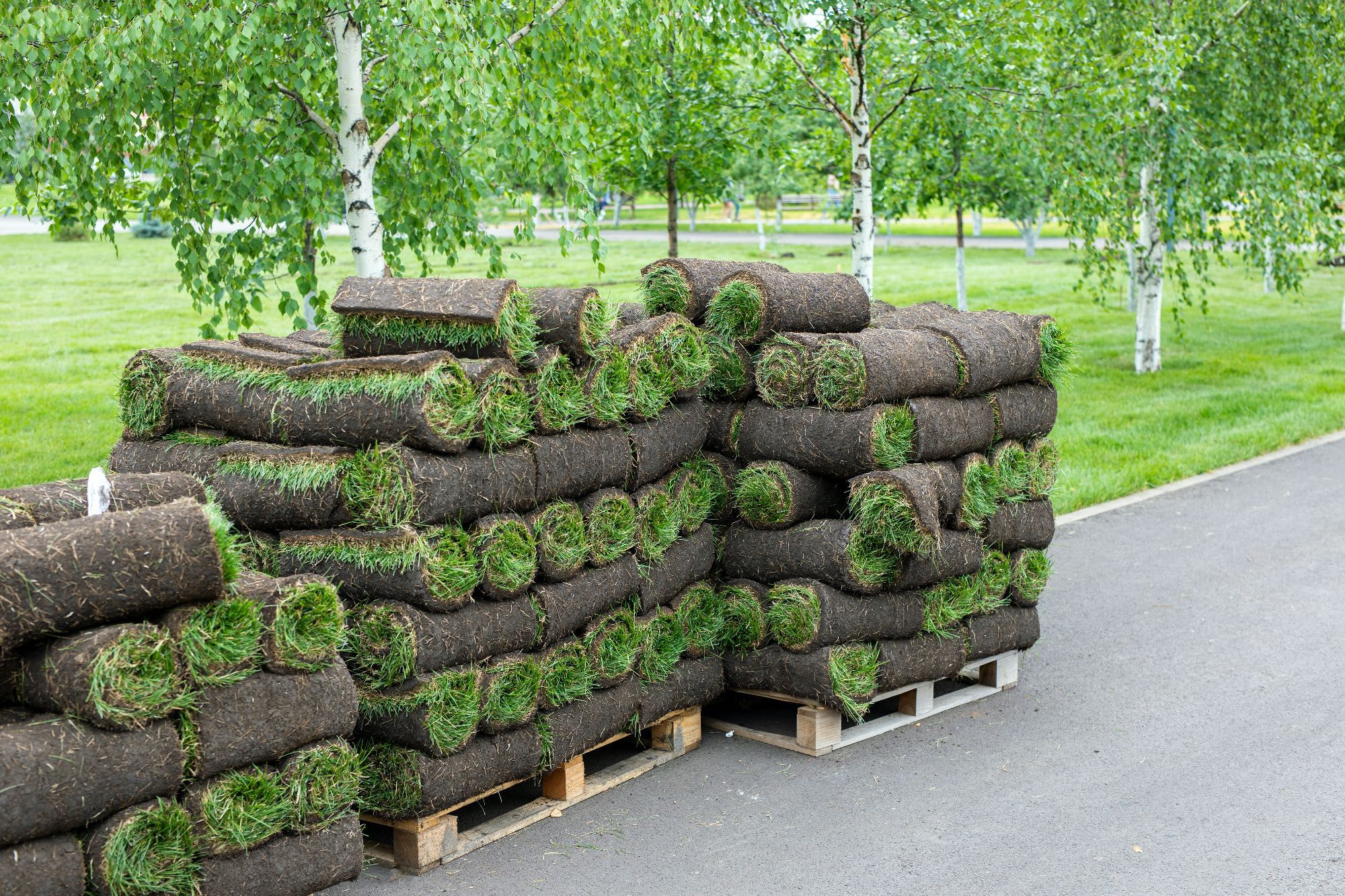 Trawa z rolki, prosto z plantacj z dostawą pod dom