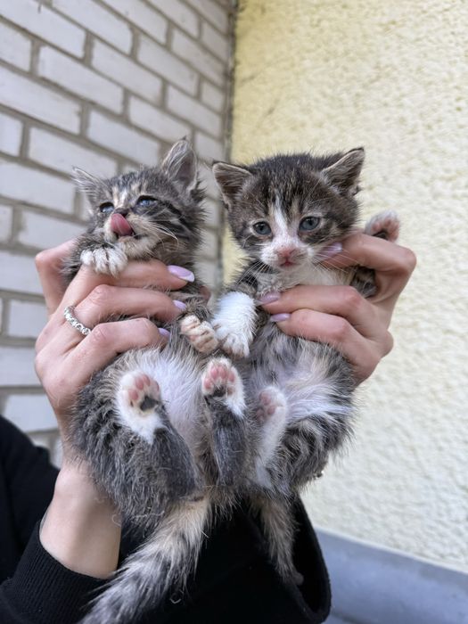 кошенята (дівчатка)