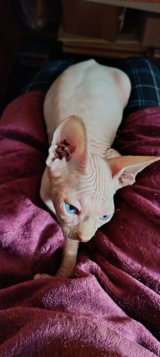 Кошенята Канадського сфінкса