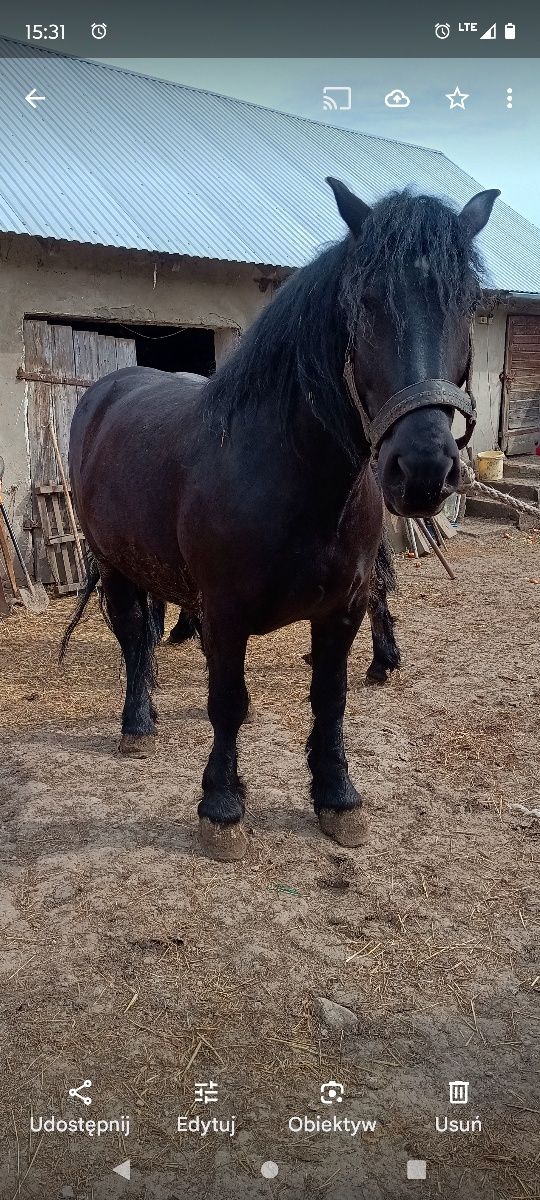 Klacz ze źrebicą lub oddzielnie