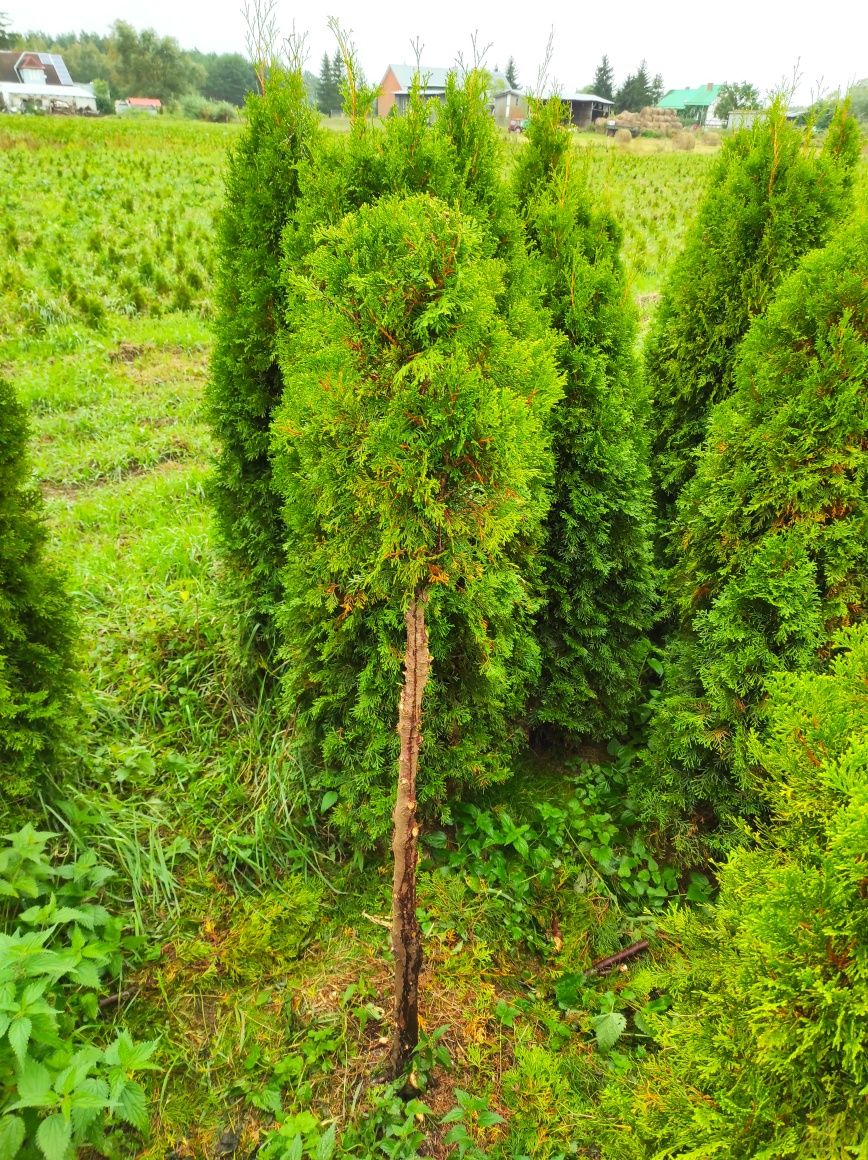 Thuja Szmaragd wysokość 140cm-220cm