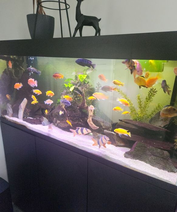 Pyszczaki ok 30 sztuk