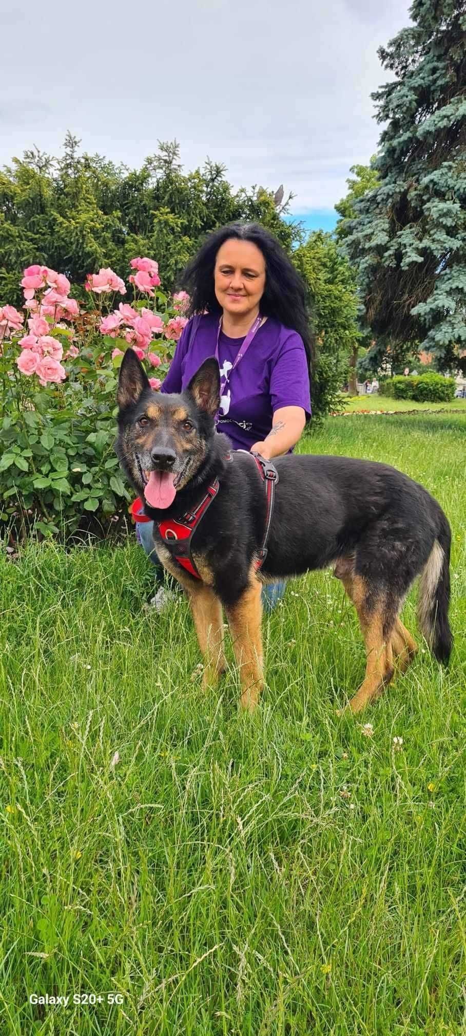 Cudowny owczarek poleca się do adopcji!