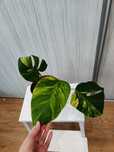 Monstera aurea..