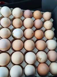 Sprzedam jaja Wiejskie i inne wyroby wiejskie Naturalne