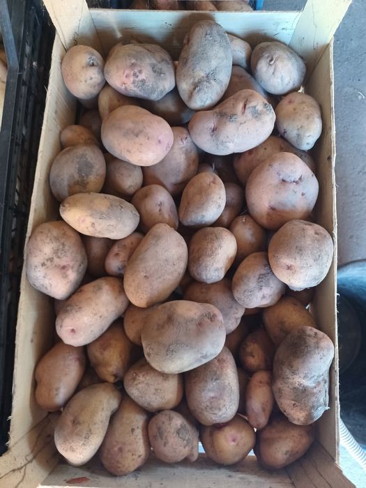 Картопля різних сортів на зиму.