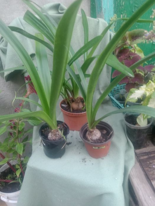 Гіппераструм мікс,червоний та білий в краплинку.