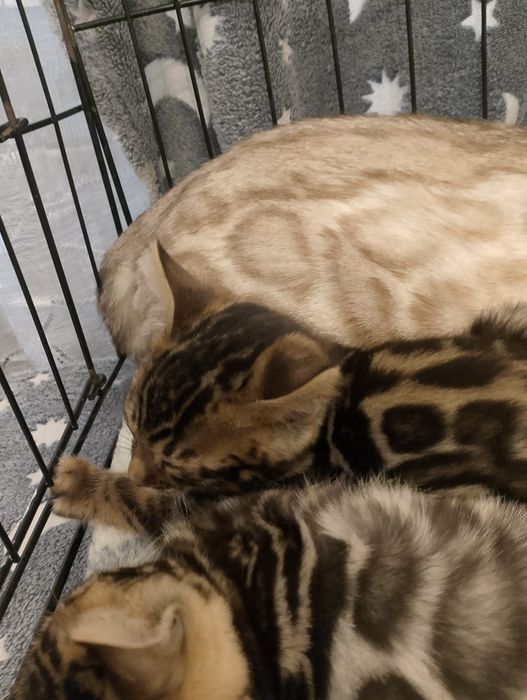 Kot bengalski kocurek