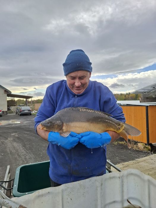 Karp żywy 25 zł kg