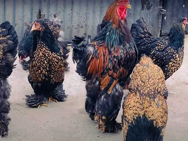 Курчата та інкубаційне яйце  Брами золото, срібло, темна.