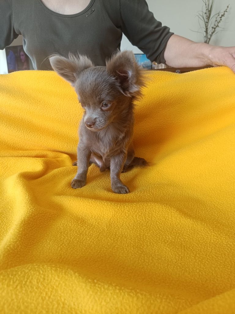 Chihuahua liliowy piesek