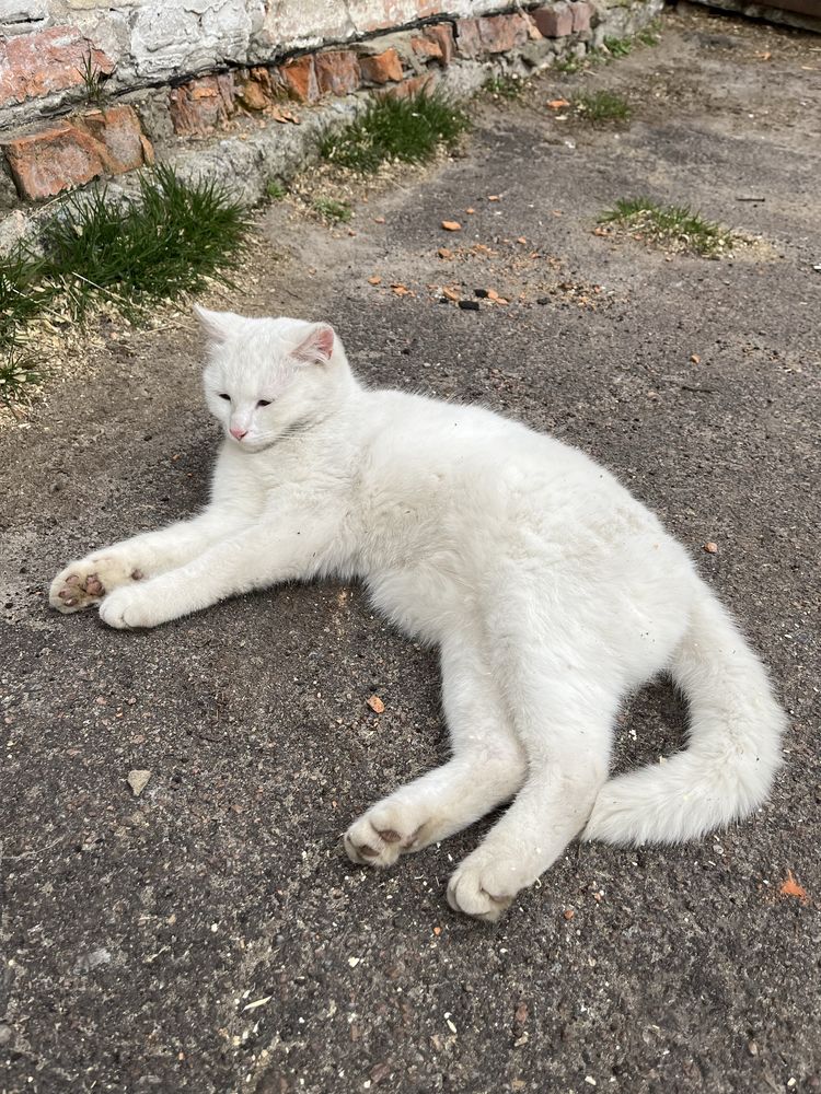 Котики шукають сімʼю