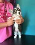Welsh Corgi Pembroke FCI
