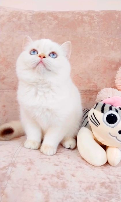 Чарівна голубоока дівчинка шотландочка