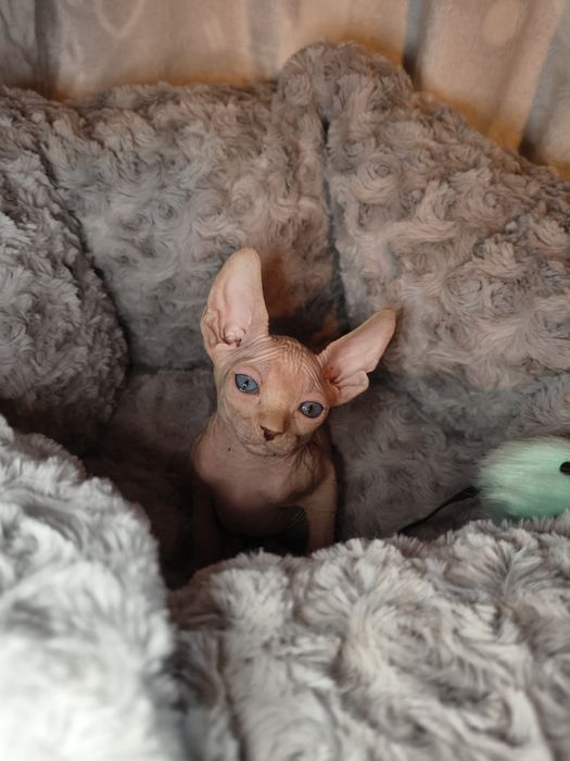 Nico sfinks kanadyjski do rezerwacji