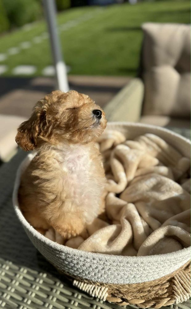 MALTIPOO Sunia  - gotowa do nowego domu