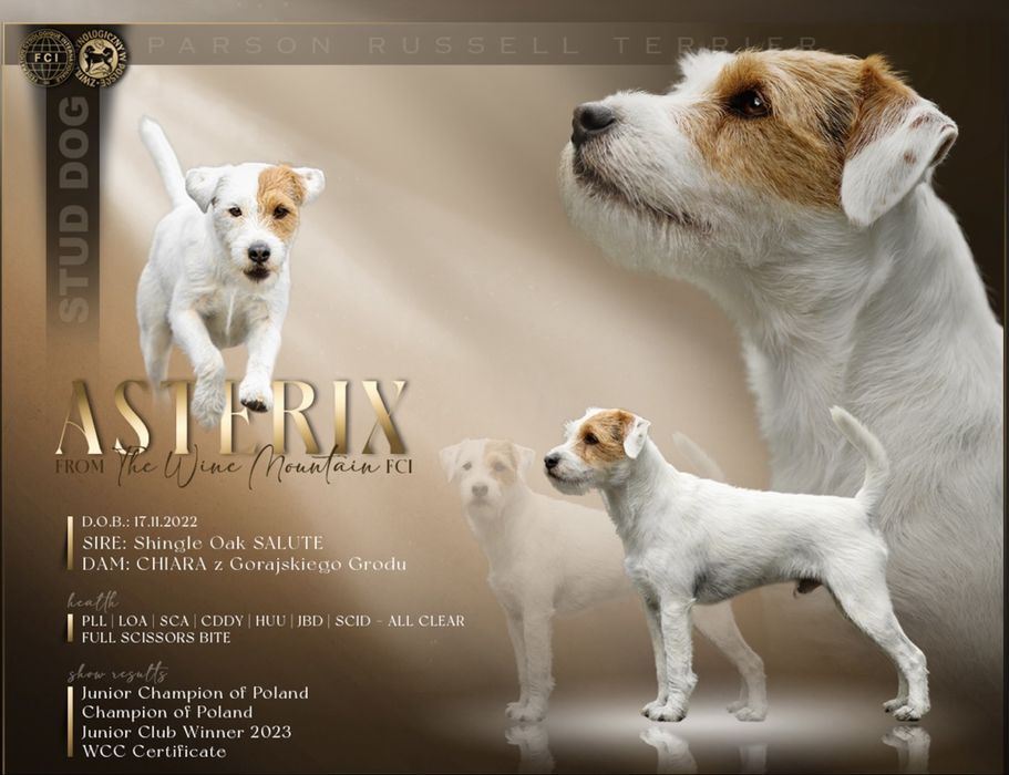 Parson Russell Terrier reproduktor