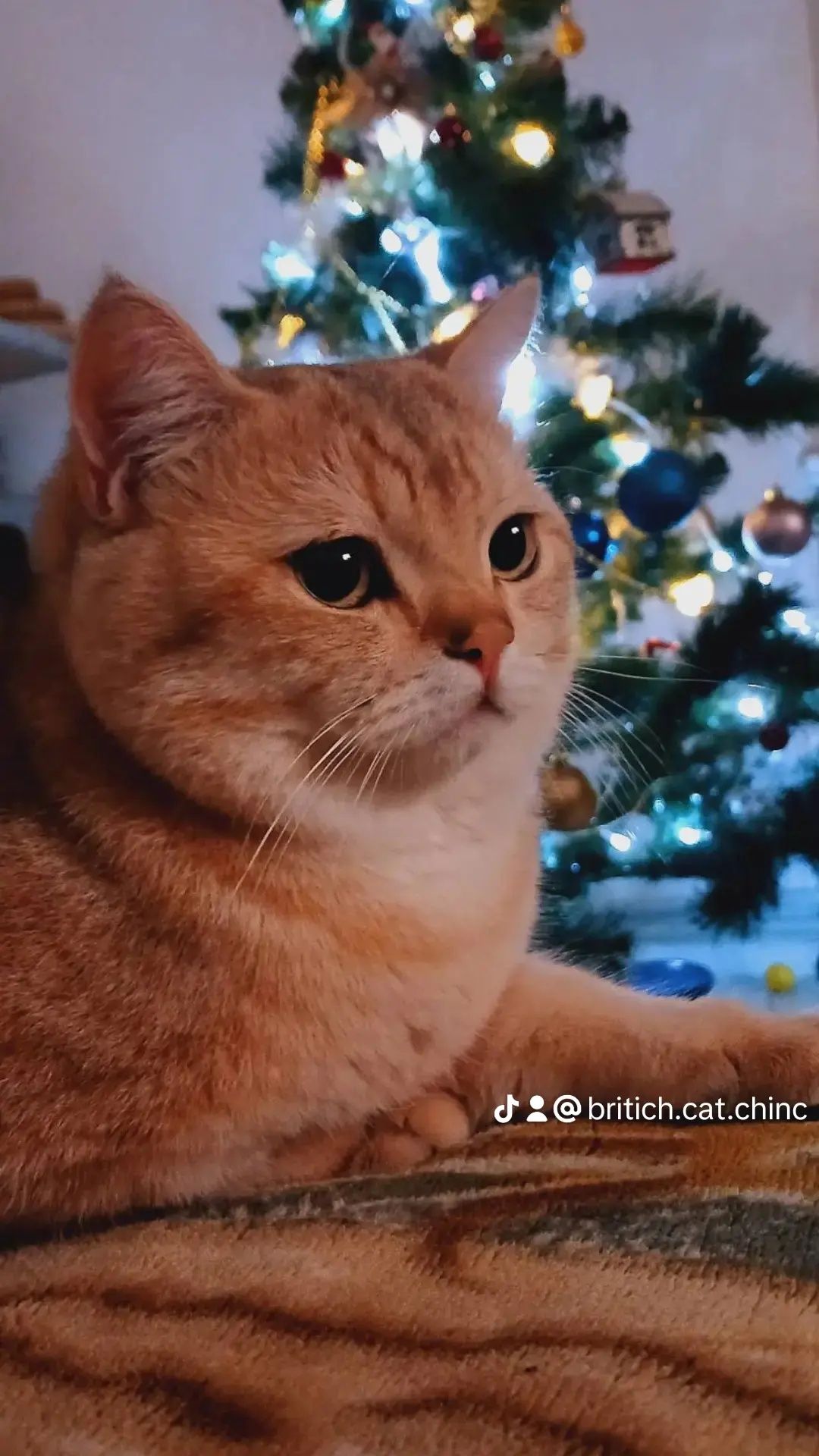 Кошенята Британська золота шиншила Bri ny12