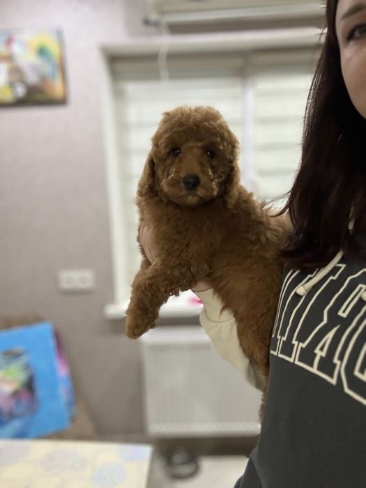 Лабрадудль пудель тікап ред браур мальтіпу 7-9 кг великий