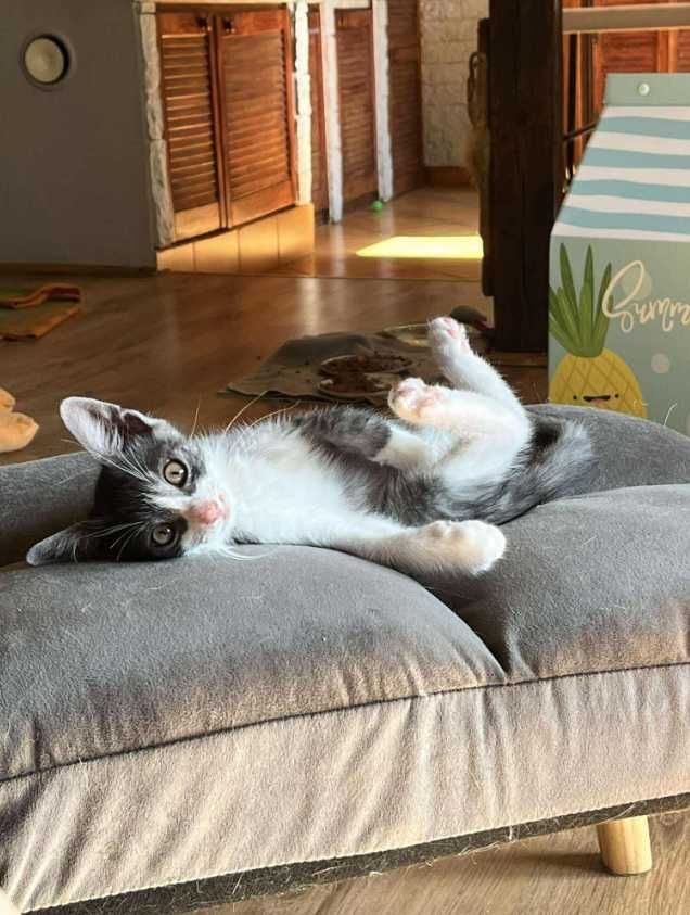 Urocze kociaki polecają się do adopcji:)