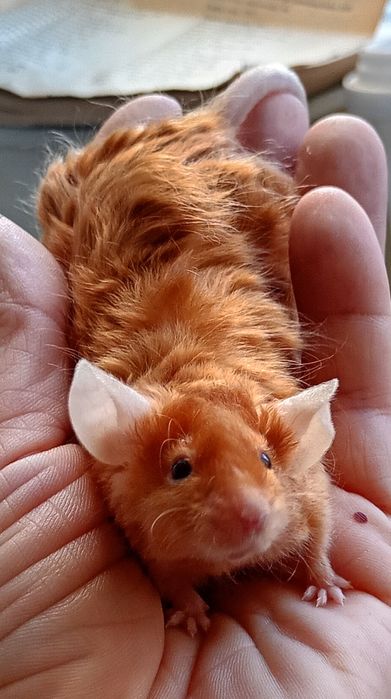 Myszy japońskie myszki rasowe samica,samiec mysz myszka