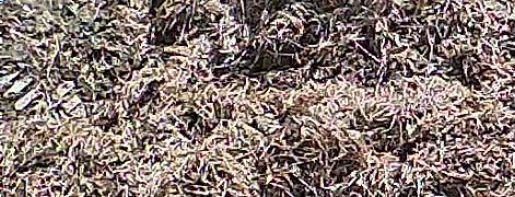 Estrume de cavalo , de camas de feno