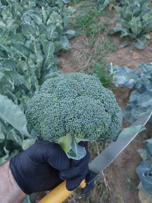 Brokuł cięty  pod zamówienie