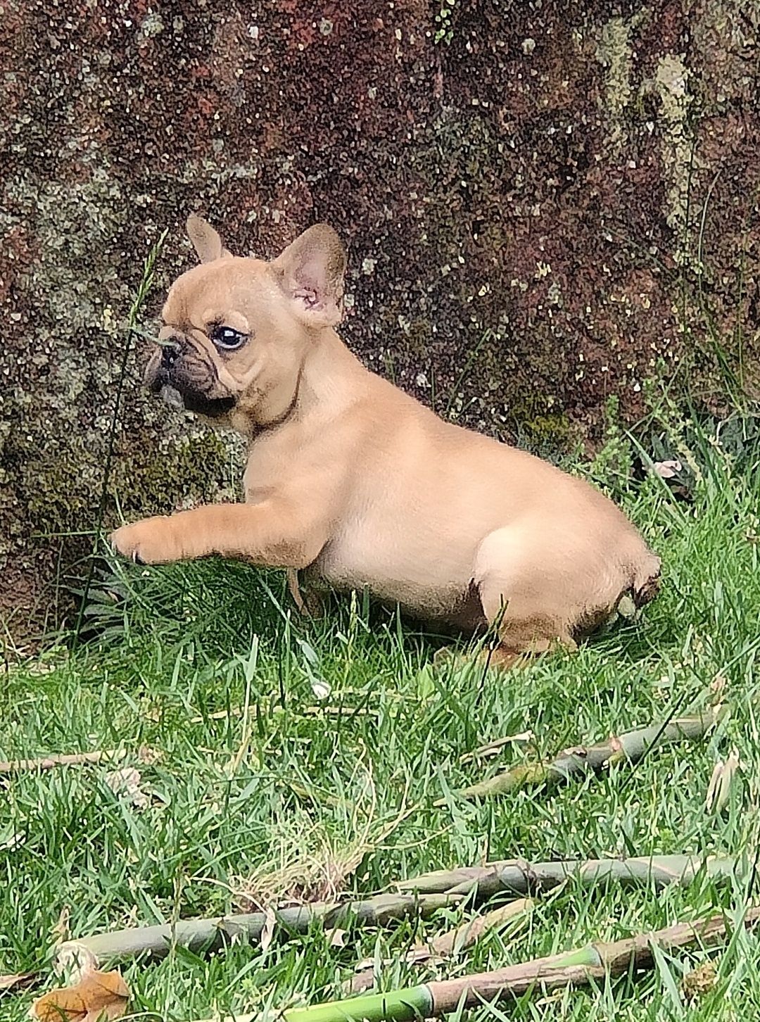 Bulldog Francês Red Fawn