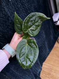 Anthurium luxurians x (Magnificum x Crystallinum)